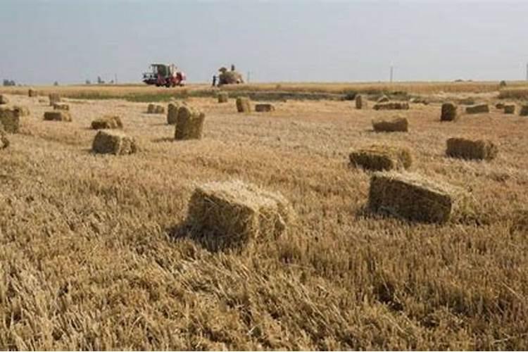 秸秆还田还需上钾肥吗