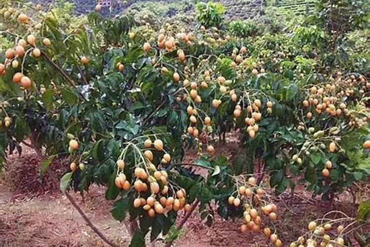 黄皮果苗施什么肥长得快