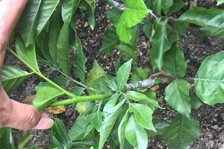 黄皮果苗施什么肥长得快