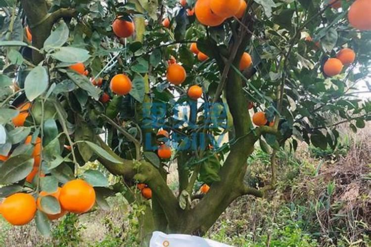 复合肥可以兑水浇花吗 怎么使用好