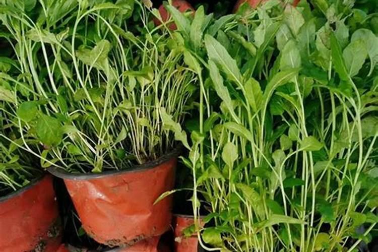 月见草苗受药害怎么办