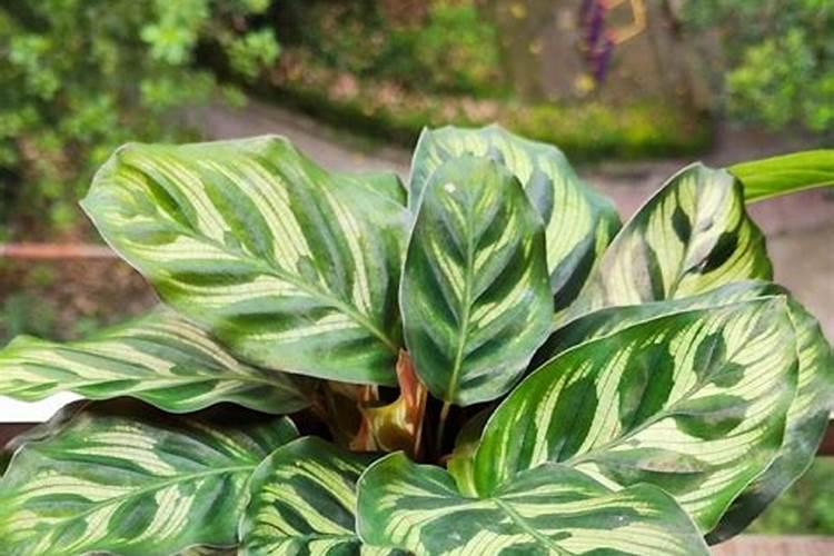 孔雀竹芋什么季节施肥最好