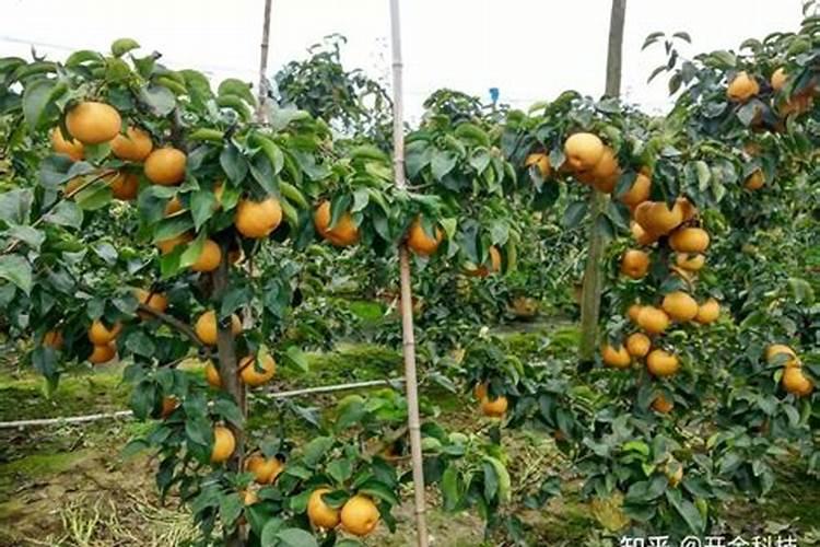 梨树用什么冲施肥好？梨树追肥用什么肥料？梨树膨果用金泰靓