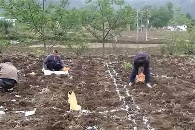 大蒜浇水用了硫酸钾复合肥过几天之后再用氯胆萘乙酸好？