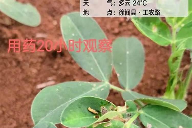 种植花生,如何施用钾和钙？