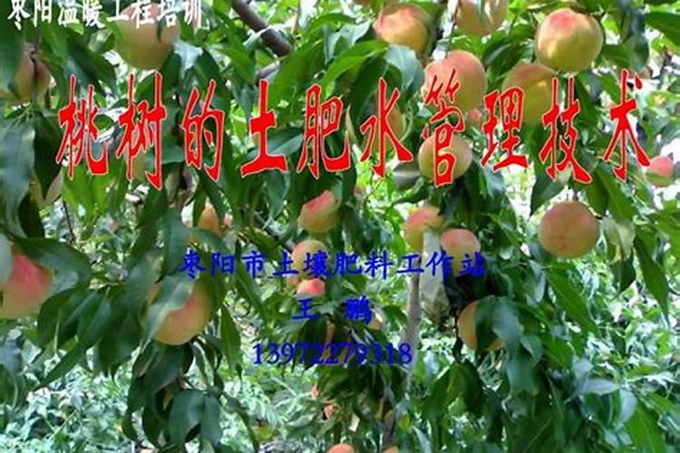 桃树落花后,这样追肥,膨果不旺长