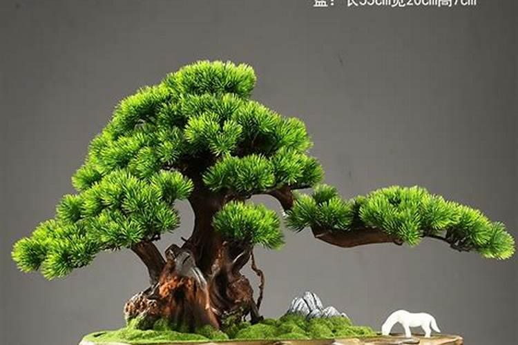 迎客松的养殖方法和注意事项