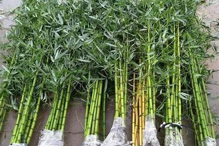 竹子移植后多久施肥 竹子移植后的适时施肥方法