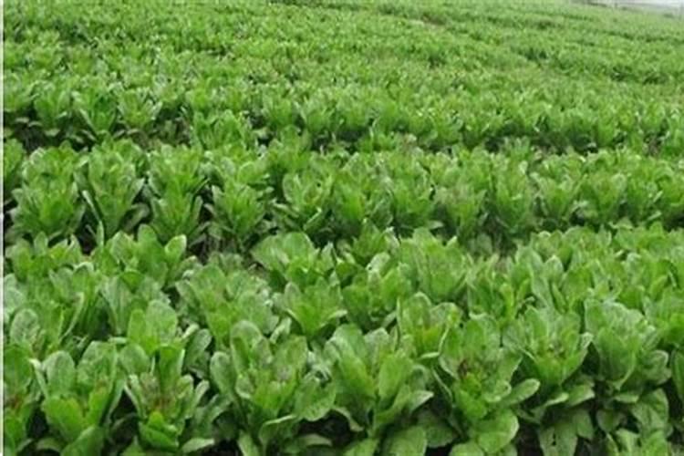 莴苣用什么肥料好怎么施肥最好