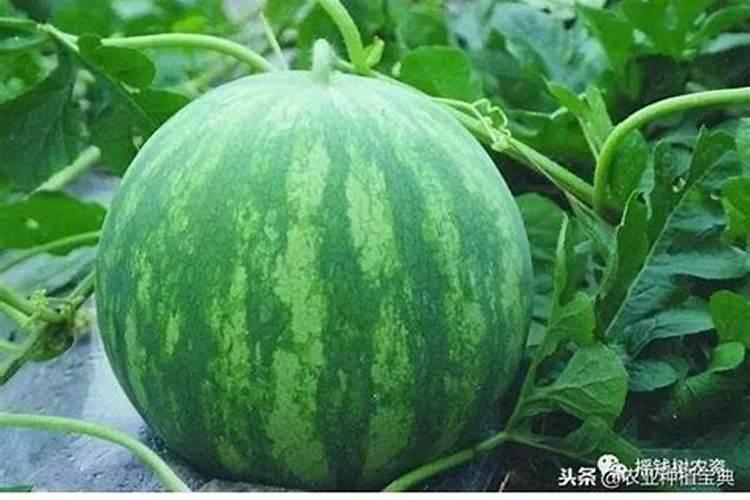 ...二氢钾多少混用成为高钾肥能用于碗口大西瓜追肥用？