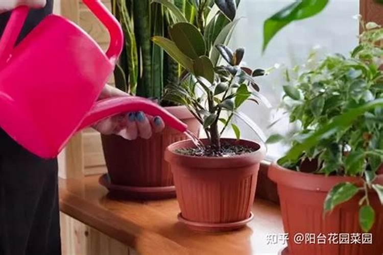 橙子树施什么肥最好