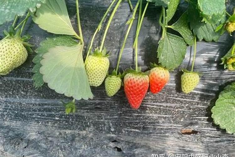 草莓用什么肥料更好的保花保果？