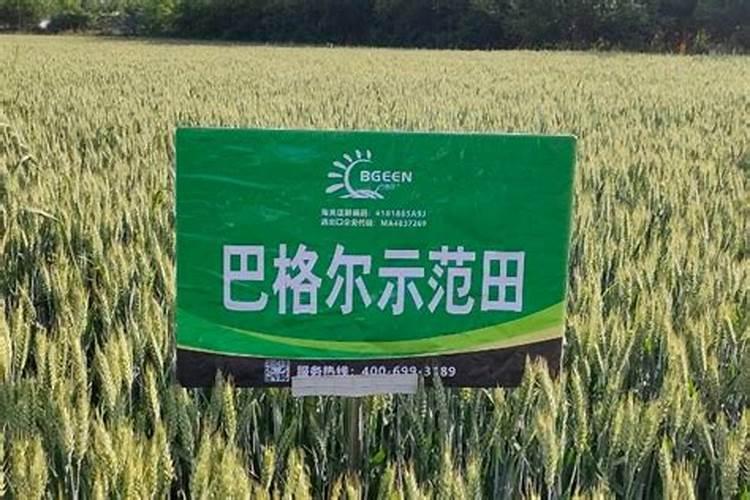 玉米底叶子黄俩个了追肥还赶趟吗