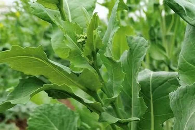 油菜高产王抽苔期什么时候喷雾最适合？