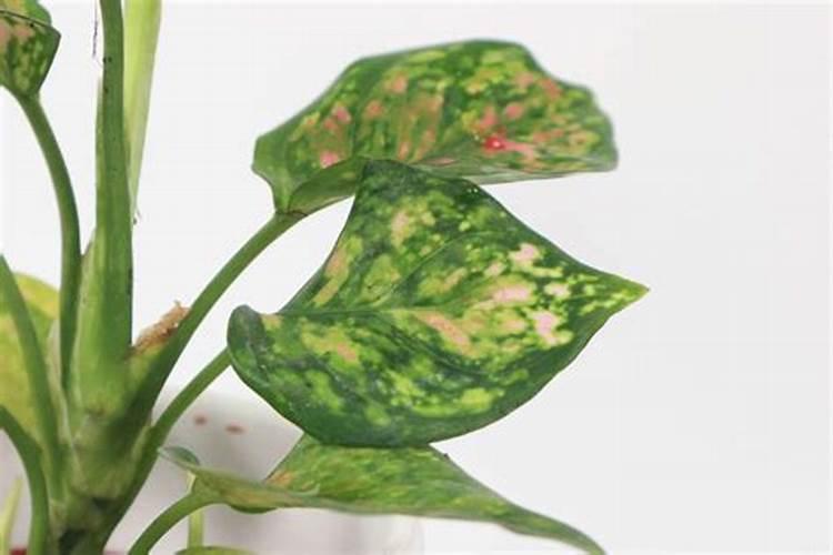 万年青夏天能施肥吗？万年青的施肥注意事项