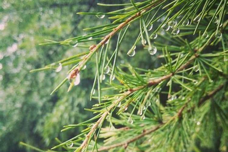 花盆上空经常有小飞虫,可以喷灭蚊剂吗？