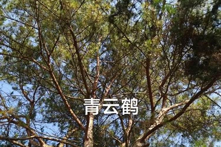 求指教如何养好蝴蝶兰？谁能够指点一下？