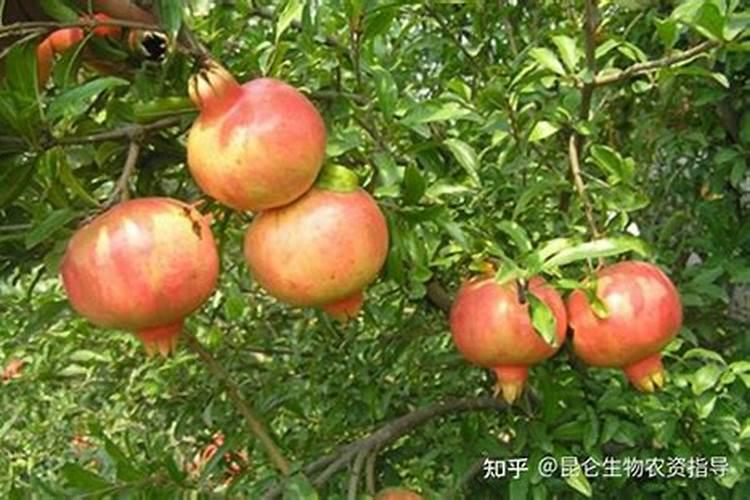 石榴树结果后使用豆饼肥有什么好处？