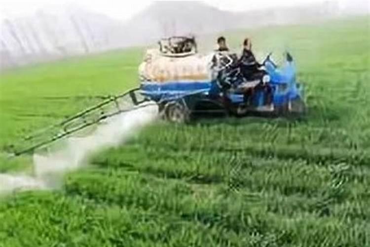 葡萄叶面肥打多了叶子卷叶怎么办？