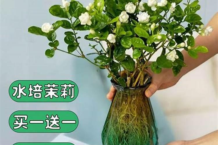 水培植物用什么肥料最有效果
