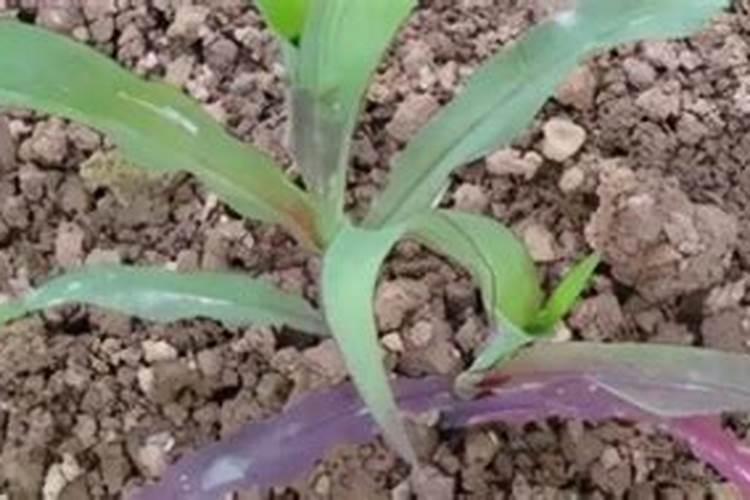 玉米底肥多了怎么办？