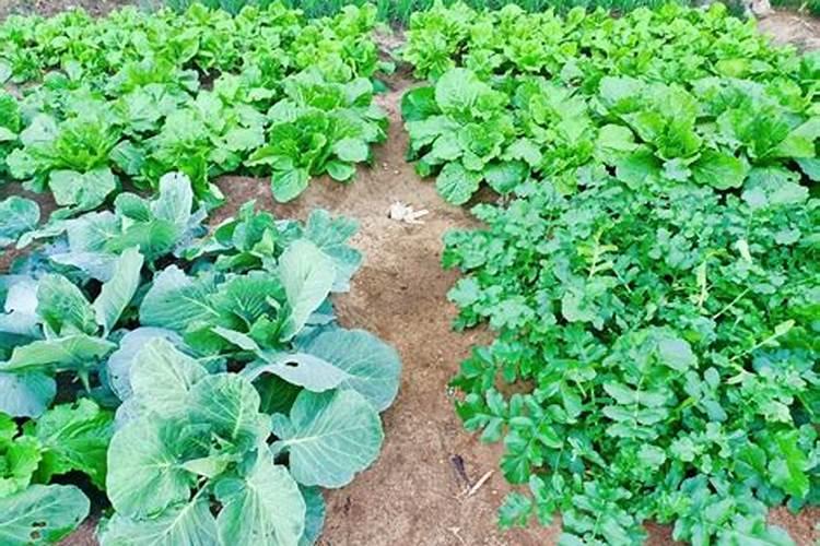 花盆的土壤板结了改怎么办？