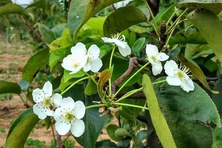 果树秋季施氮肥可以吗