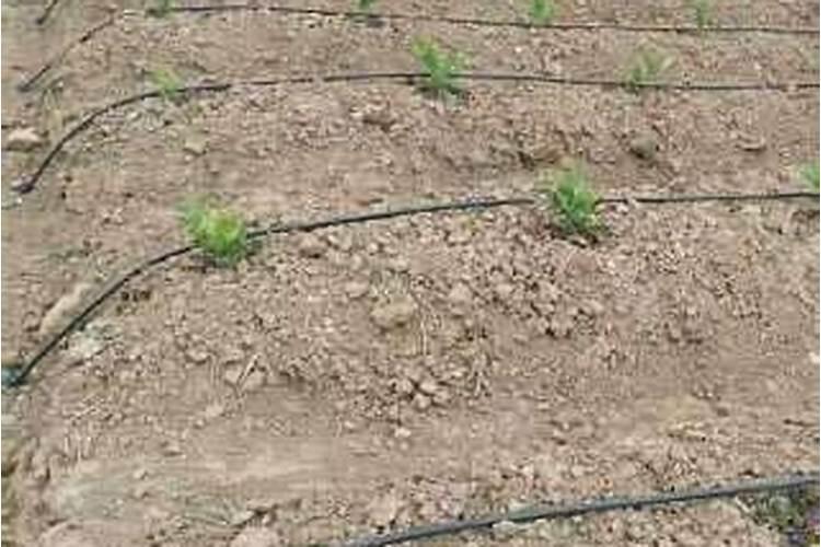 水溶肥一般几天见效