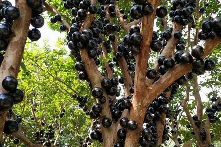 最适合树葡萄的种植方法是什么