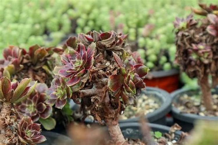 多肉怎么施肥 多肉的施肥方法