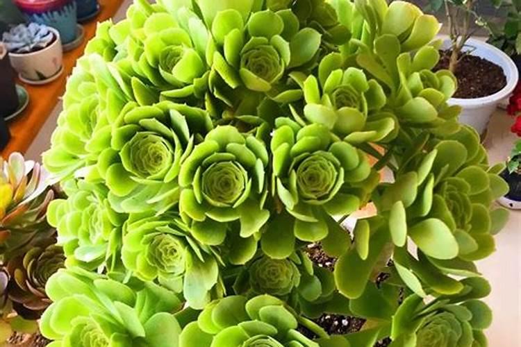 多肉浇叶面肥可以吗？