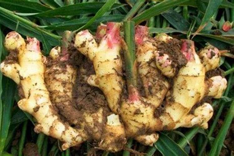 生姜叶子发黄是什么原因,生姜叶子发黄怎么办？