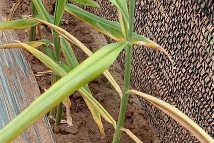 大姜用什么肥料产量高？大姜用什么肥料可以根茎块膨大？