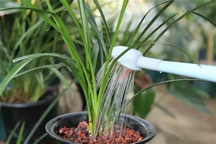 怎么给蕙兰正确的施肥？