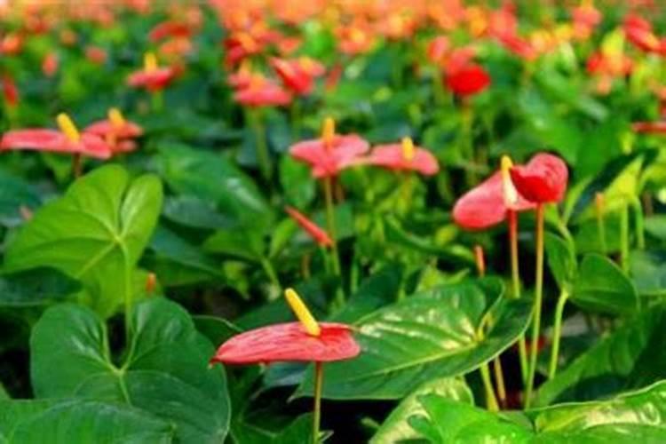 尿素可以浇哪些花