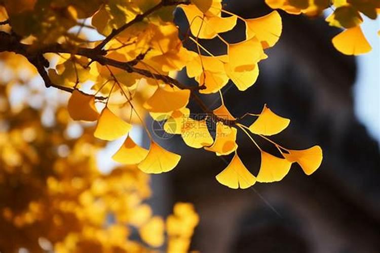 鹅掌柴把所有叶都剪掉了,树干还能长新叶吗？