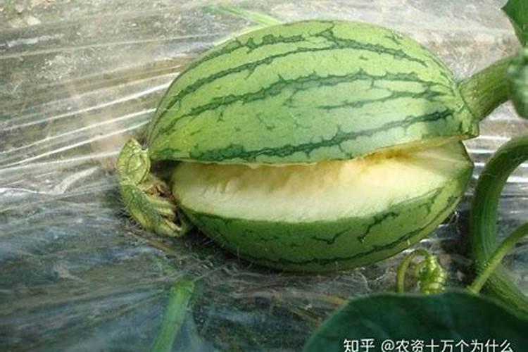 西瓜一般都会有哪种病害