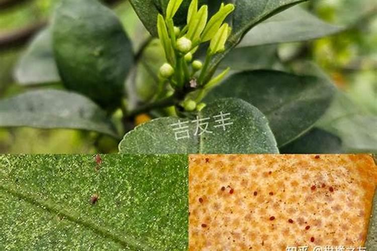 灭蔬菜害虫红蜘蛛的最有效方法有哪些