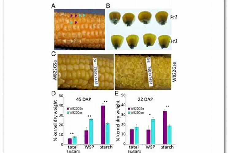 糯玉米,甜玉米营养区别？