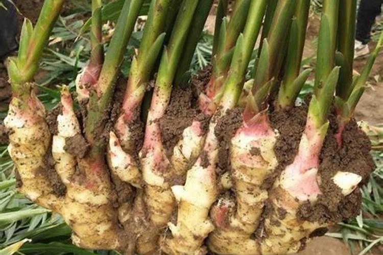 大姜后期冲施什么钾肥好