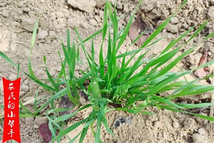 盆栽芋头出来后需要施肥吗 芋头是喜钾作物