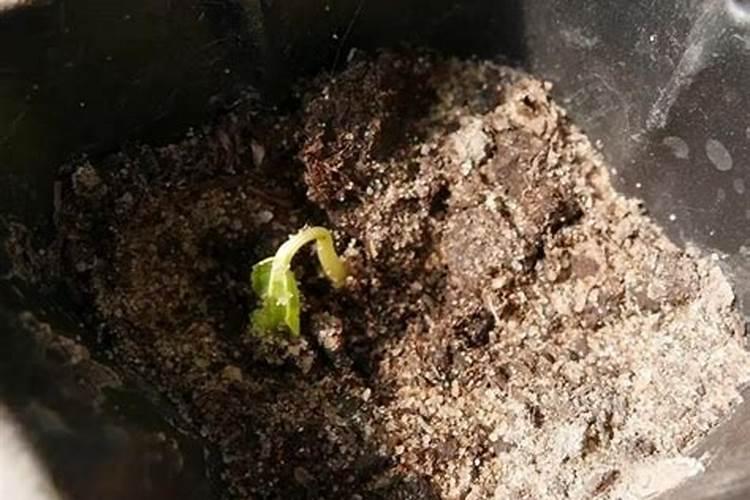 小葡萄苗施什么肥长的快