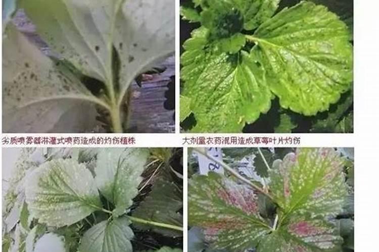 海藻肥都十年了,你还在被忽悠吗？一篇文章让你了解透