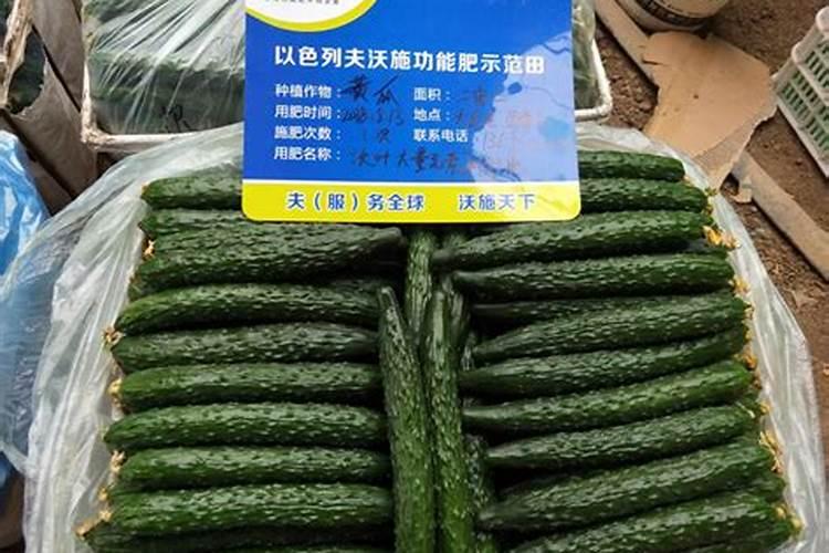 磷肥对黄瓜的作用 有哪些好处