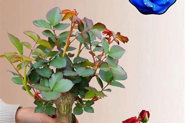 老桩玫瑰上盆后怎么护理？