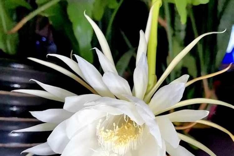 昙花不开花怎么办