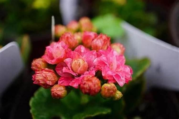 长寿花什么时候开花 长寿花能么养开花