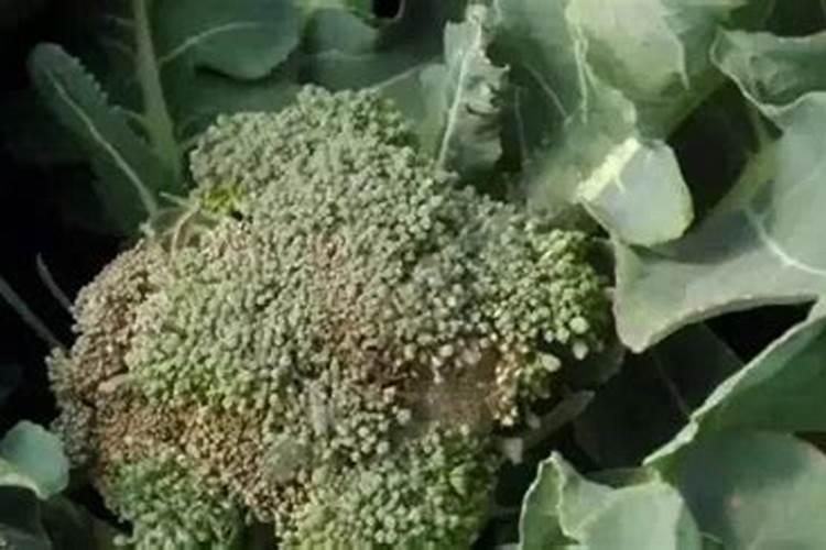 西兰花出现黄化米粒的问题要怎么处理才好