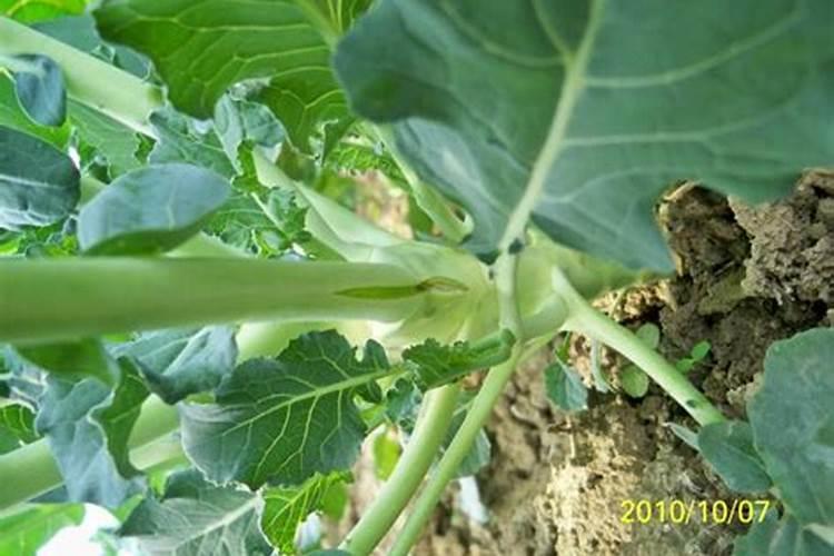 我的西兰花好多空心怎么办