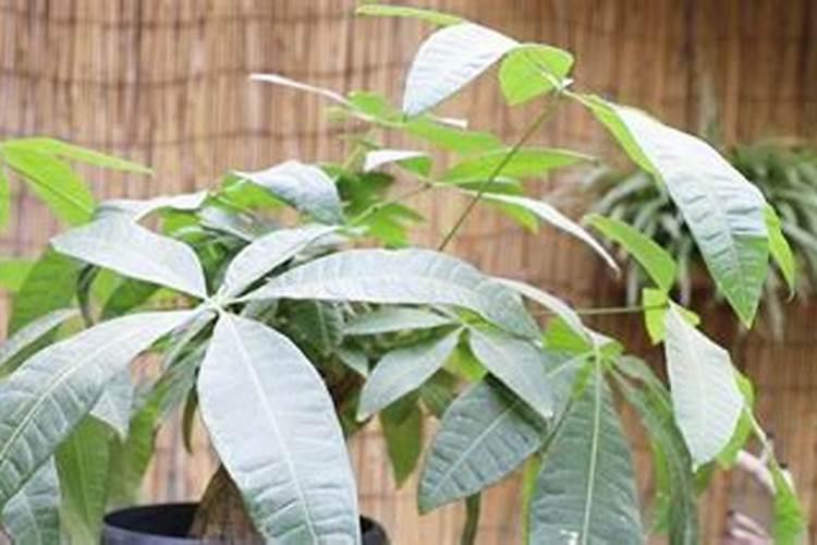 发财树多久施一次肥 施什么肥最好